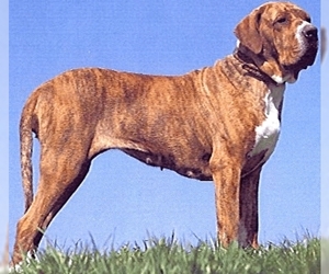 Image of Fila Brasileiro breed