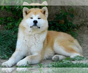 Small #4 Breed Akita image