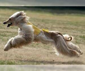 Small #19 Breed Afghan Hound image
