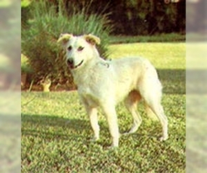 Small #1 Breed Aidi image