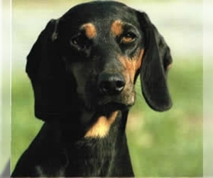 Image of Black Forest Hound breed