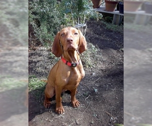 Image of Hungarian Pointer breed