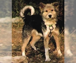 Image of Aryan Molossus breed