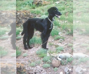 Image of Taigan breed
