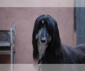 Small #8 Breed Afghan Hound image