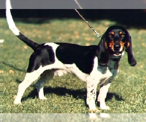 Image of Bernese Hound breed