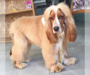 Image of Afghan Springer breed
