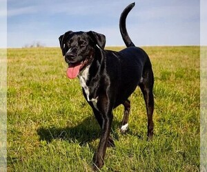 Image of Lab-Pointer breed