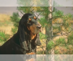Image of Black and Tan Coonhound breed