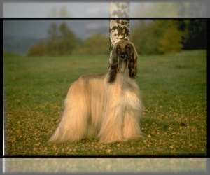 Small #1 Breed Afghan Hound image