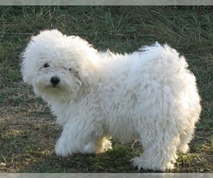 Image of Bolognese breed