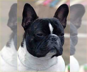 Image for artice 'French Bulldog Puppies for Sale January 2025: Prices & Availability on InstantPuppy'
