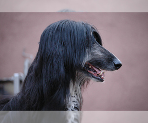 Small #6 Breed Afghan Hound image