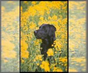 Small #1 Breed Labrador Retriever image