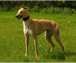Image of American Staghound breed