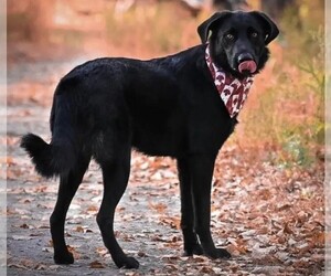 Image of Borador breed