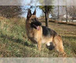 Small #6 Breed German Shepherd Dog image