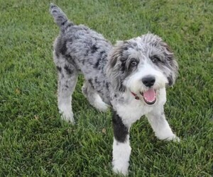 Image of Aussie-Poo breed