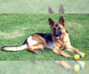 Small #1 Breed German Shepherd Dog image