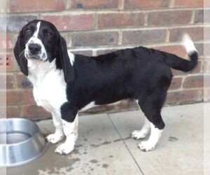 Image of Basset Springer breed