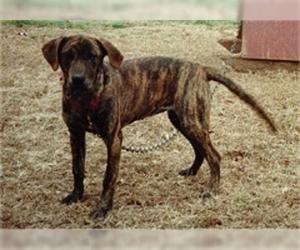 Image of Tennessee Treeing Brindle breed