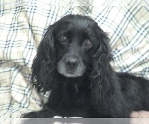 Image of Colonial Cocker Spaniel breed