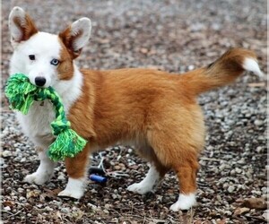 Image of Aussie-Corgi breed
