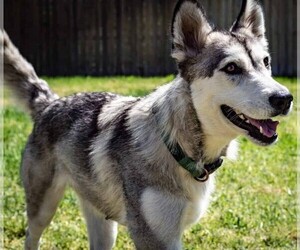 Image of Labsky breed
