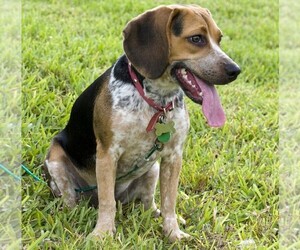 Image of Bluetick Beagle breed