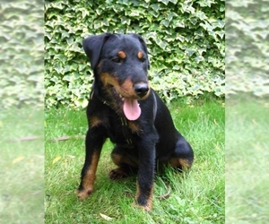Image of German Hunting Terrier breed