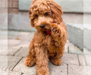 Image of Irish Doodle (Miniature) breed