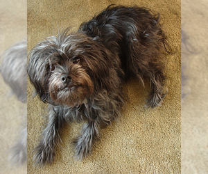 Small #10 Breed Affenpinscher image