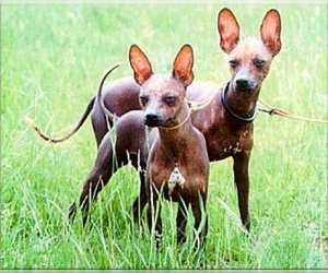 Image of Xoloitzcuintli (Mexican Hairless) breed