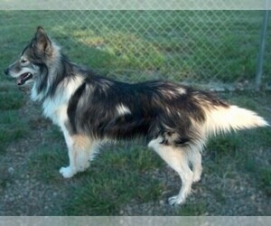 Image of Native American Village Dog breed