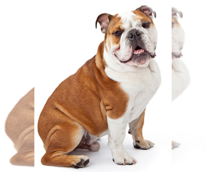 Image for artice 'English Bulldog Puppies for Sale: 2024 InstantPuppy.com Price & Availability Guide'