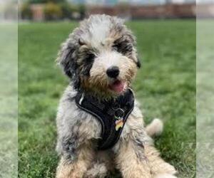 Image of Bedlington Doodle breed