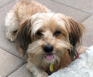 Image of Dachsi Apso breed