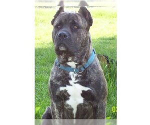 Image of American Allaunt breed