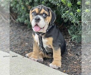 Image of Beabull breed
