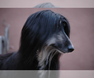 Small #9 Breed Afghan Hound image