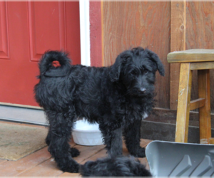 Image of Elkhoundpoo breed
