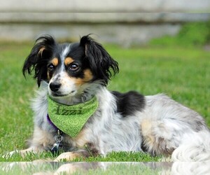 Image of Austi-Pap breed