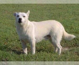 Image of Alopekis breed