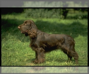 Image of Field Spaniel breed