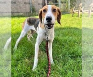 Image of Coonagle breed