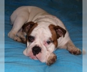 Image of Australian Bulldog breed