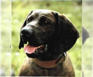 Image of Hanoverian Hound breed