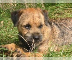 Image of breed Border Terrier