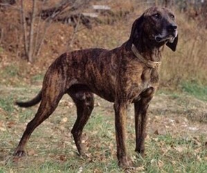 Image of GSD Plott Hound breed