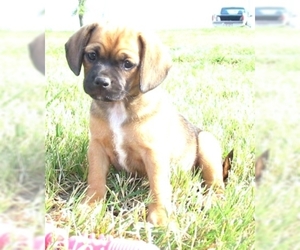 Image of Bassugg breed